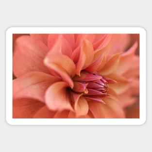 Depth of Dahlia Sticker